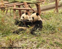 Mini Traper - Chengdu, panda wielka
