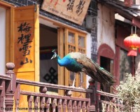 Mini Traper - Lijiang