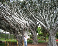 Traper - Ponta Delgada