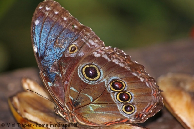 Mini Traper - Motyl Morpho