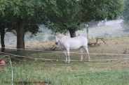 Mini Traper - Śnieżnobiały koń