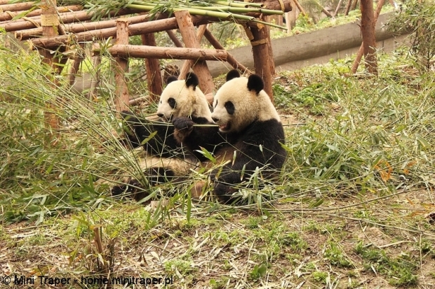 Mini Traper - Chengdu, panda wielka