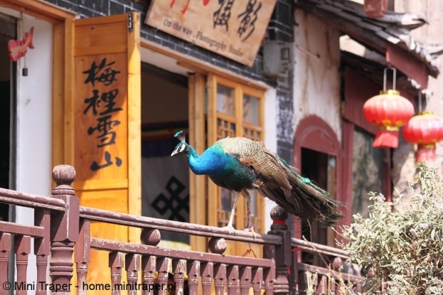 Mini Traper - Lijiang