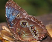 Mini Traper - Motyl Morpho