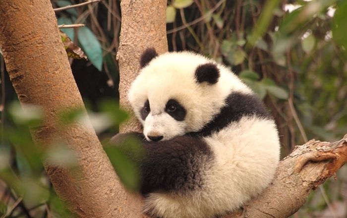 Mała panda